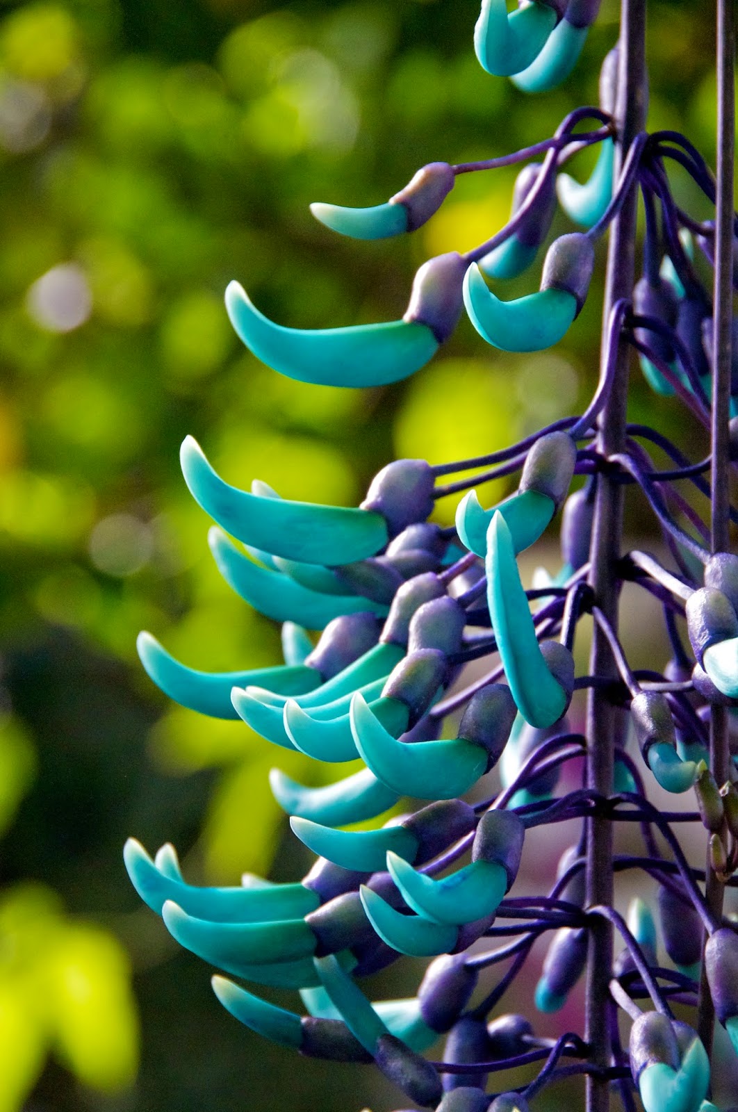 3. JADE VINE