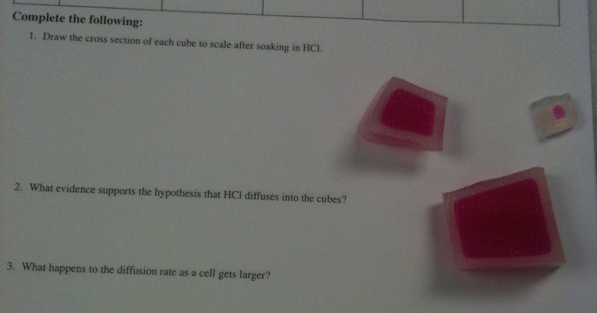 We Love Biology! Cell Size Lab