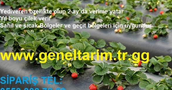 Geneltarim Cilek Fidesi Cilek Fidesi Yediveren Cilek Fidesi Sarmasik Cilek Fidesi Cilek Fidesi Fiyatlari Cilek Fidesi Temini Cilek Fidesi Temini Cilek Fidesi Cilek Fiyatlari Cilek Fidani Osmanli Cilegi Cilek Satis Cilek Fidesi Satisi Cilek Fidesi