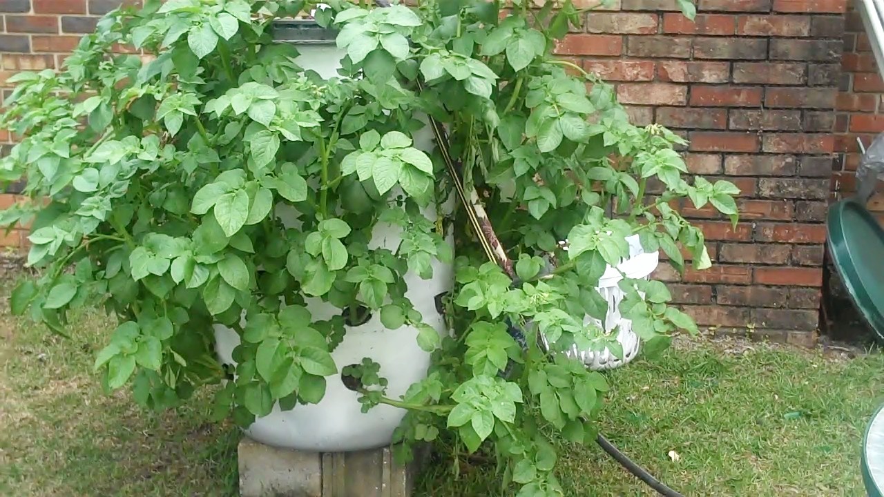 In Cindy's Kitchen Gardening Potatoes In A Barrel