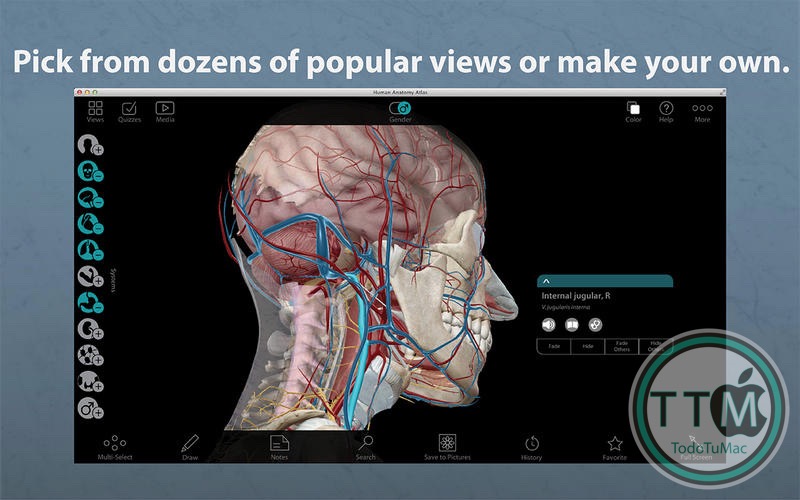 Human Anatomy Atlas