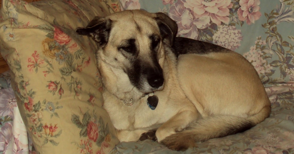 How Much Does It Cost To Surrender A Dog How Much Does It Cost To Surrender A Dog