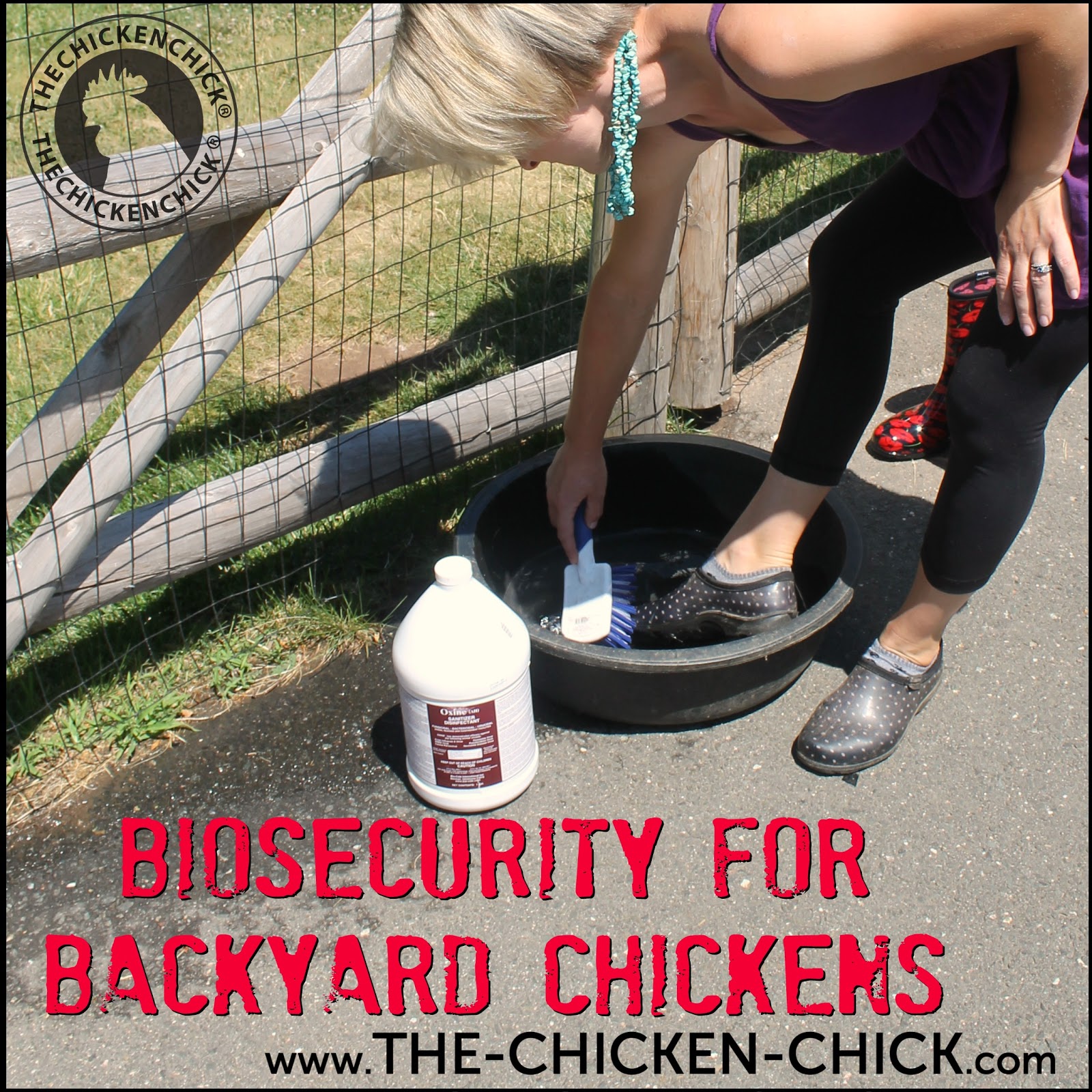 Biosecurity for Backyard Chickens The Chicken Chick®