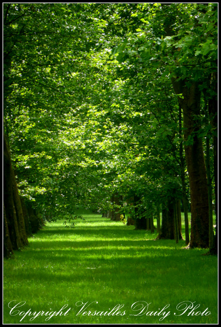 Trees Swiss Lake Versailles