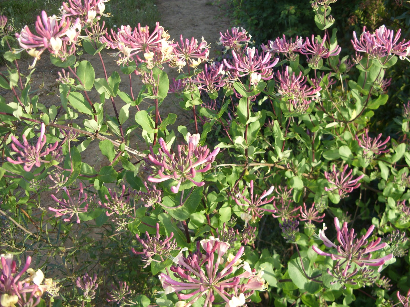 Plantas Cheirosas Jardim Jardim Autóctone~ Plantas Cheirosas Jardim