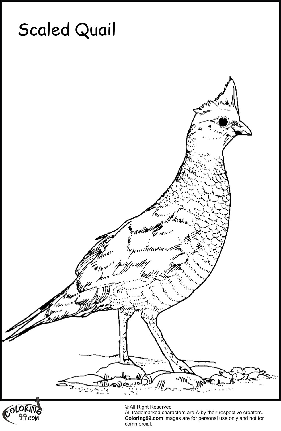 Quail Coloring Pages | Minister Coloring