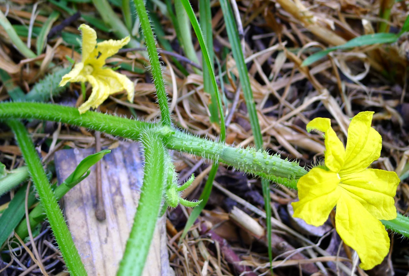 MY KITCHEN IN SPAIN KEEPING COOL WITH CUCUMBERS