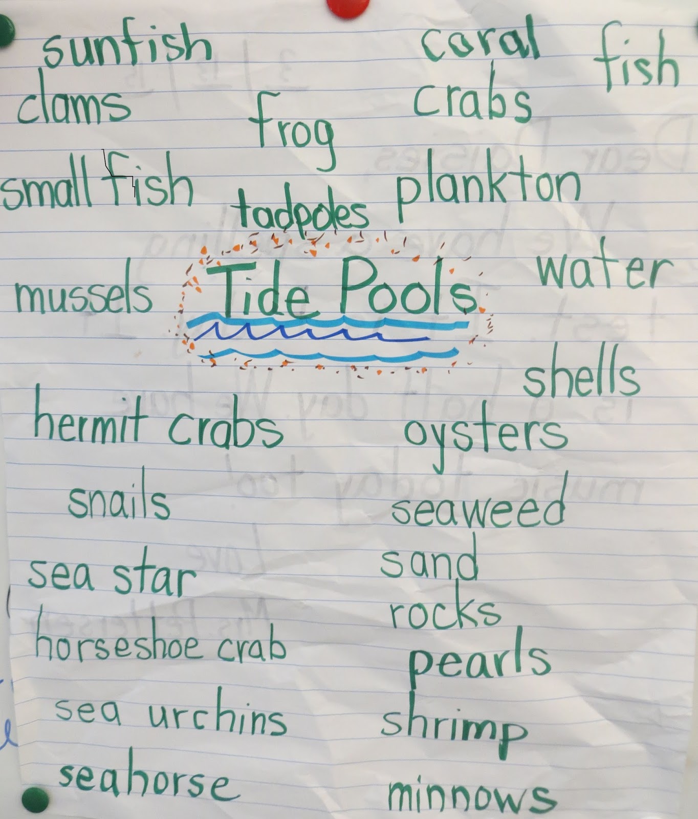 Tide Pool Chart