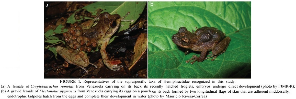 Species New to Science [Herpetology • 2015] Systematics