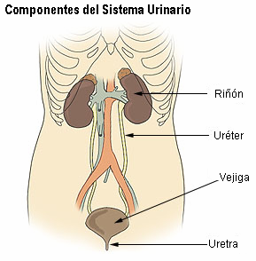 componentes del sistema urinario