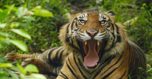 Arti Mimpi Harimau Mitos Arti Mimpi