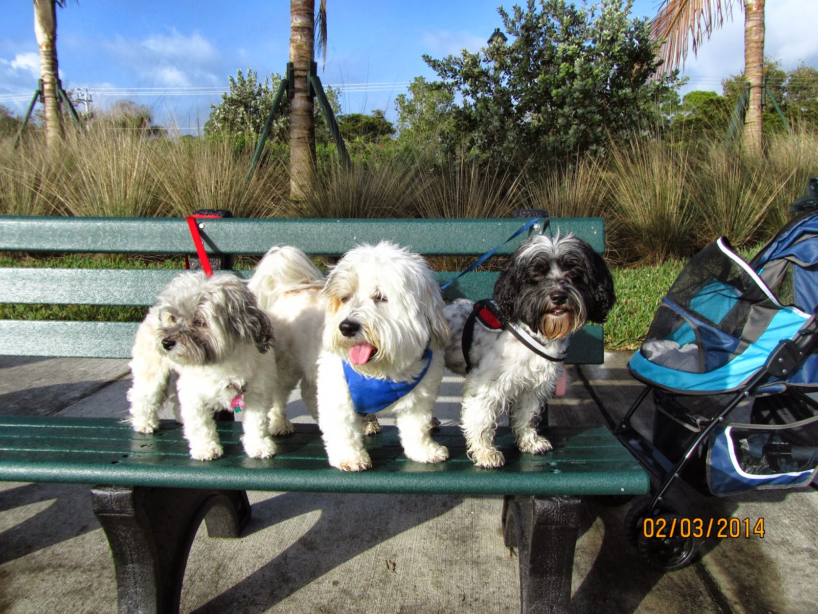 havanese rescue florida sonrisas havanese puppies sonrisashavanese ca havanese rescue florida sonrisas havanese puppies sonrisashavanese ca