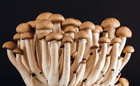 Mushrooms IVJ Nature Issue August 2015