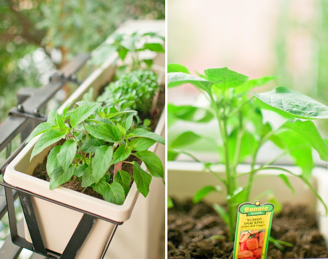 Truly Everyday: Our Balcony Garden