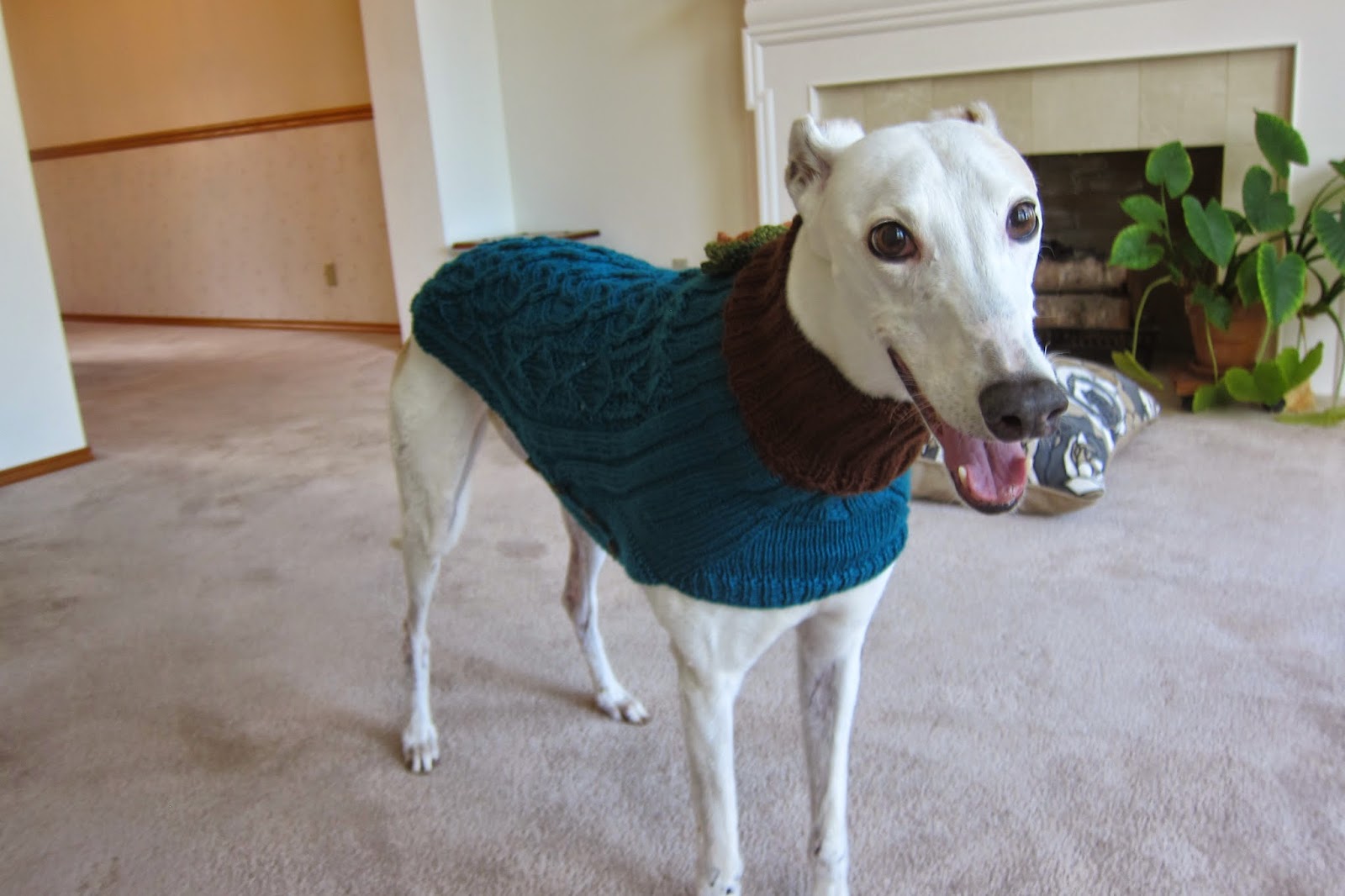 Greyhound Knit Sweaters: Blue green sweater for a girl dog