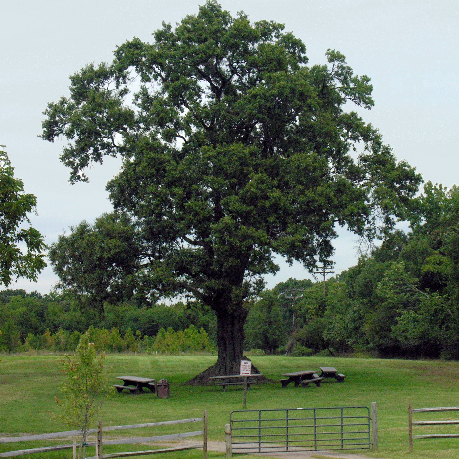 Landmarks Witness (Tree) Protection Program