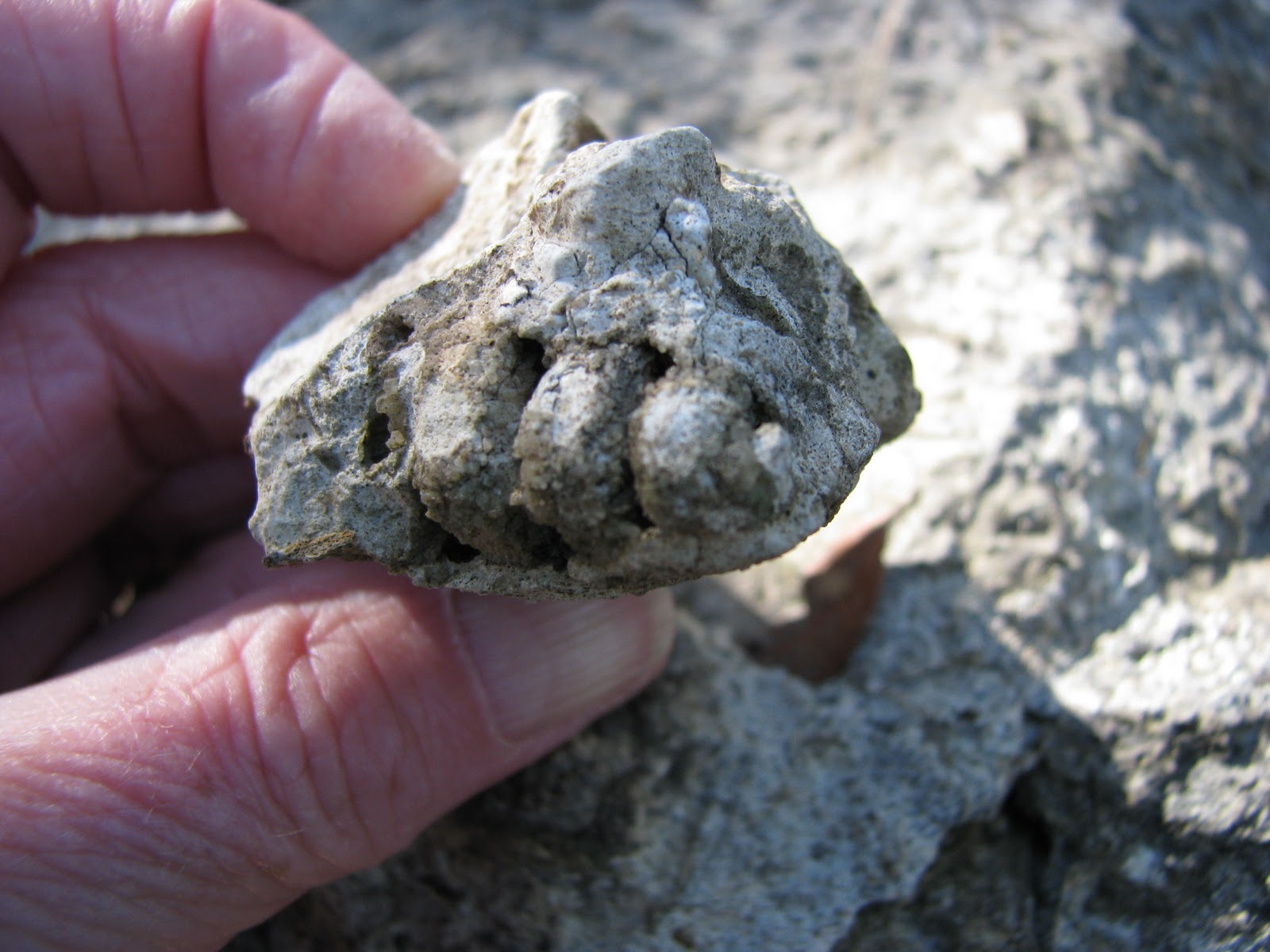 KaHolly Macro Monday Texas Fossils