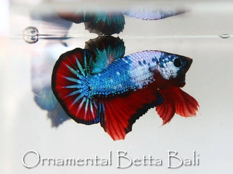 Plakat Fancy ornamental betta bali plakat fancy Plakat Fancy ornamental betta bali plakat fancy