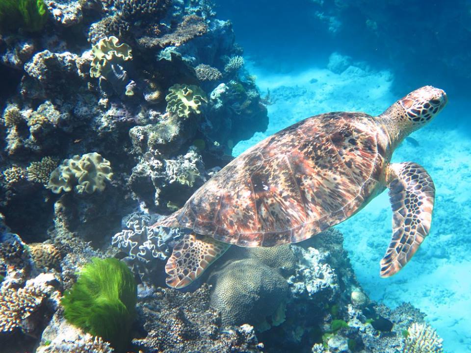Green Sea Turtle - common around the Great Barrier Reef