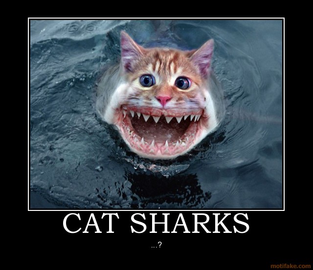 Picture Gallery Top 10 Funny Cat Videos on YouTube