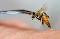Uso de abejas en tratamientos de belleza