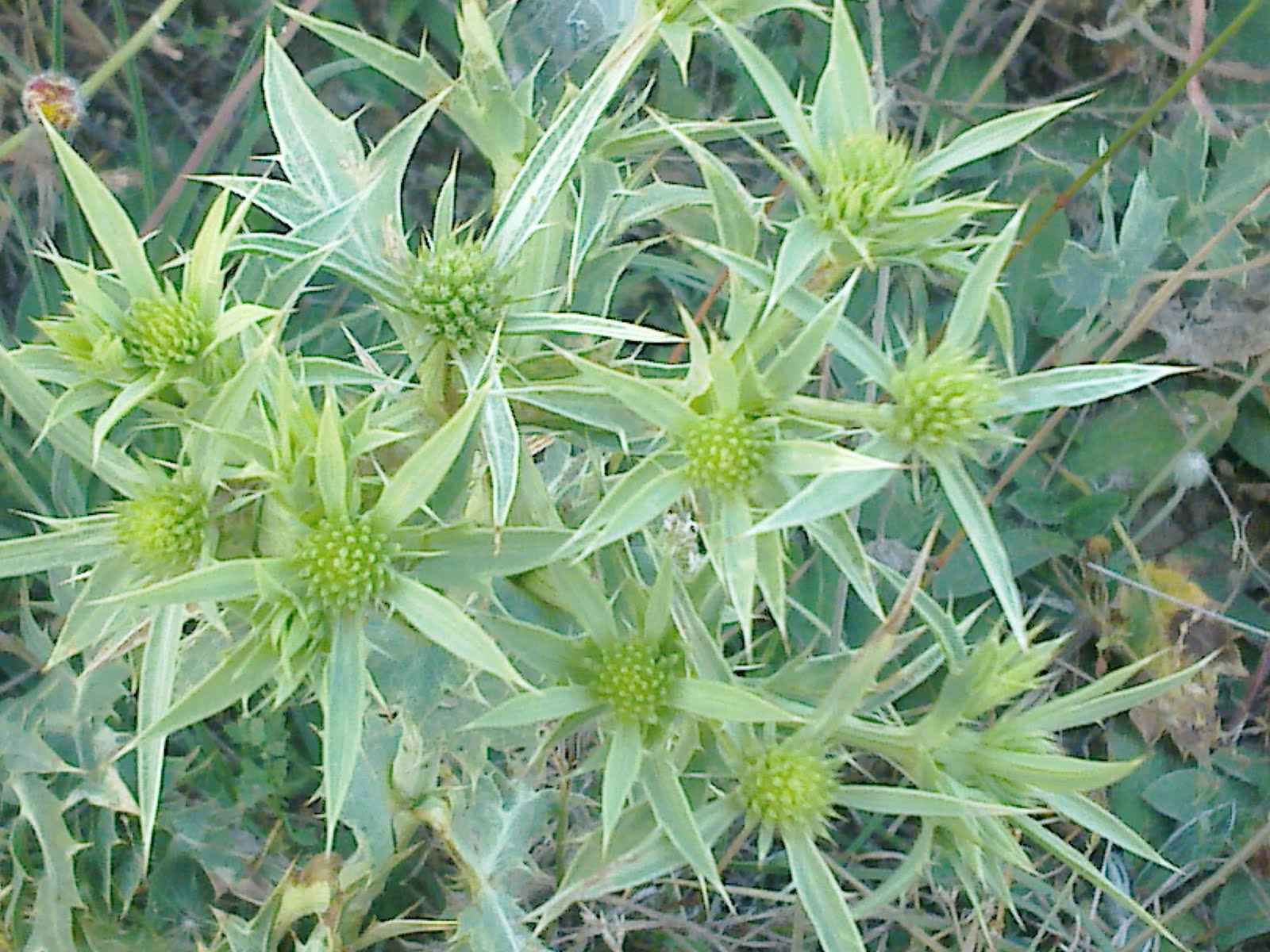 BIOMONCAYO Eryngium Campestre (Cardo Corredor)