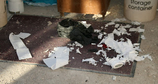 Puppy-caused destruction Puppy-caused destruction