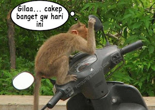 gambar bbm lucu - monyet narsis gambar bbm lucu - monyet narsis