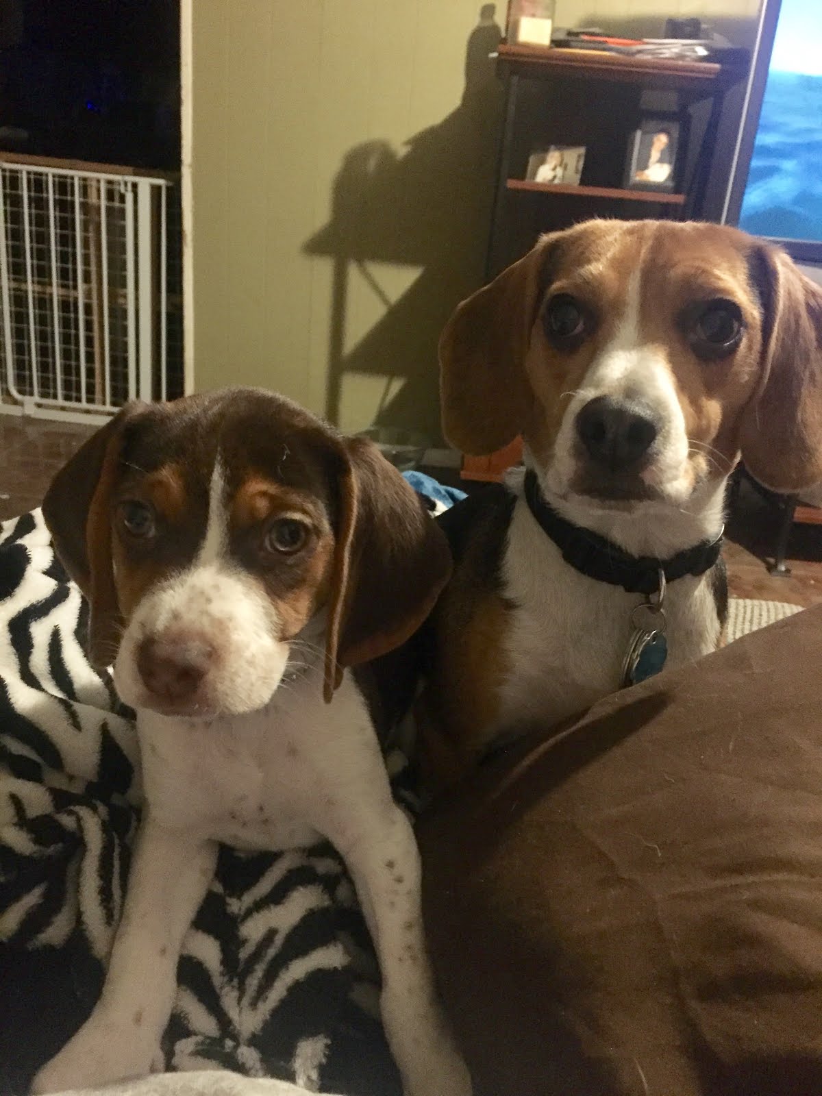 Beagles!