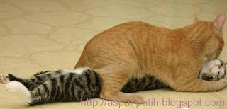 bercinta seperti kucing