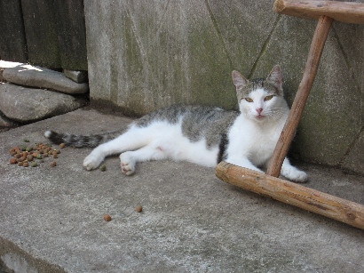 Romanian Stray Dogs Ploiesti Rsdp Mia Miau Miau