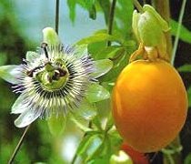 Best Natural Remedies For Nervousness Best Natural Remedies For Nervousness