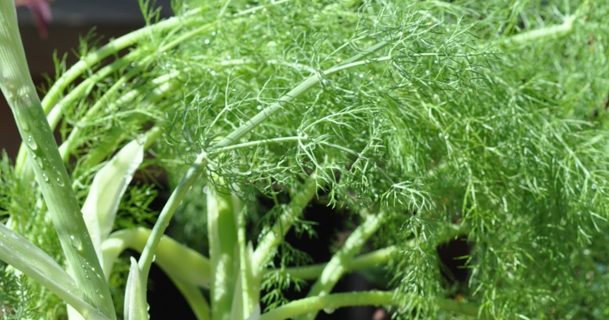 Shitamachi Green ディルとフェンネルの違い/Difference btwn fennel and dill