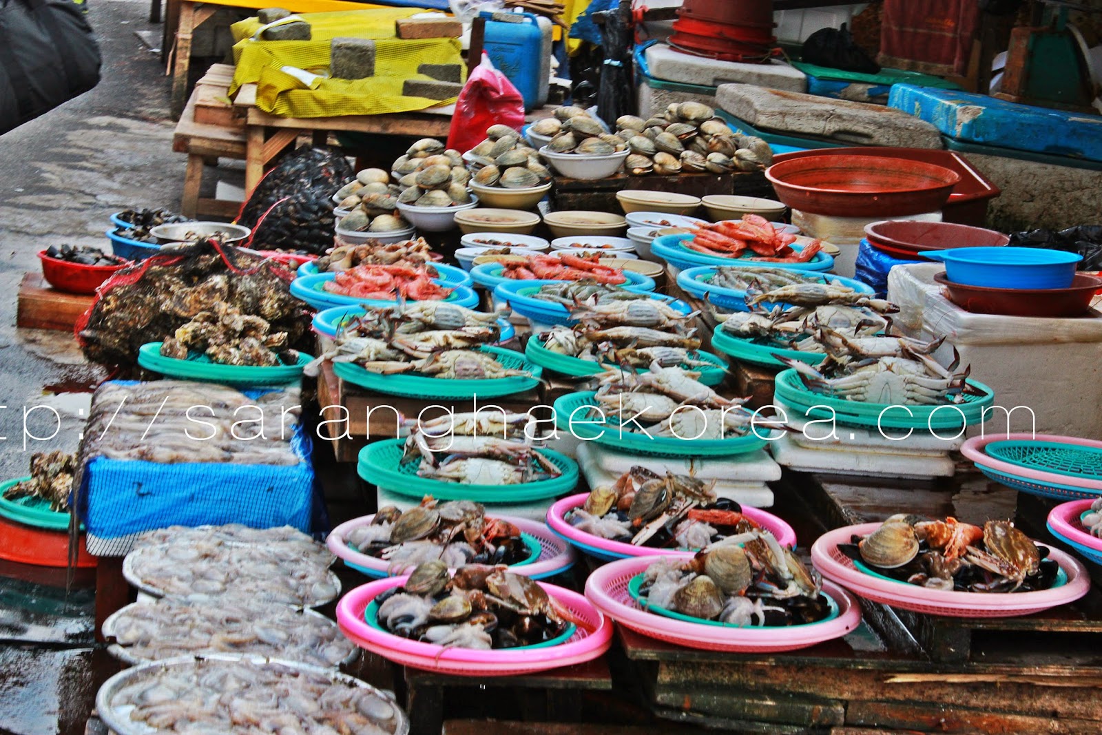 Where to Eat in Busan? Try SeaFood Trip at Jagalchi Market Saranghae