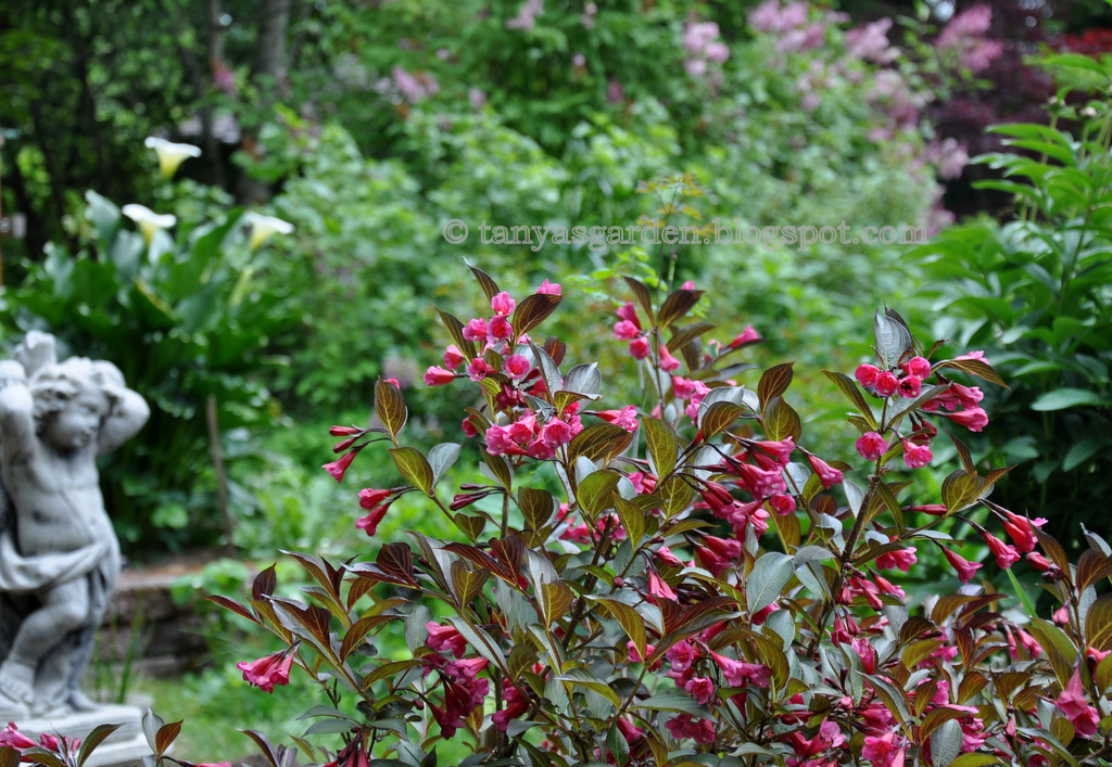 Top Shrubs In 2011 Schmalz Landscaping