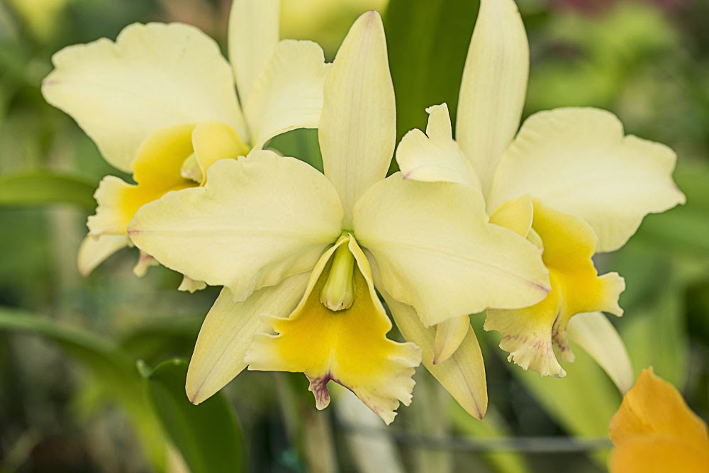 imageining Orchids in bloom