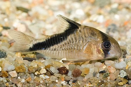 Corydoras Melini – Çöpçü Balığı Resimi
