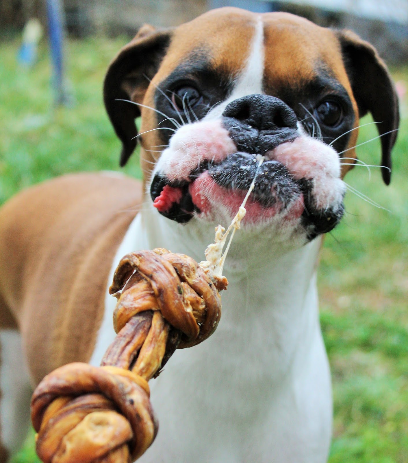 What Happens When A Woman Starts Knotting Dogs? - z7zrney