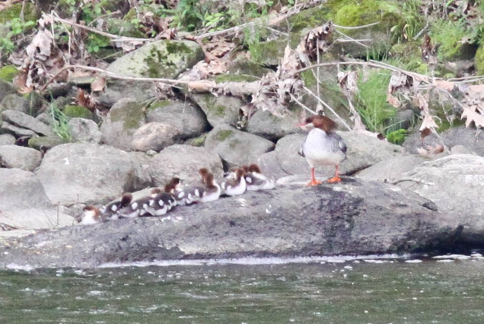 Rick Simpson Birding River Road, Kent (CT)