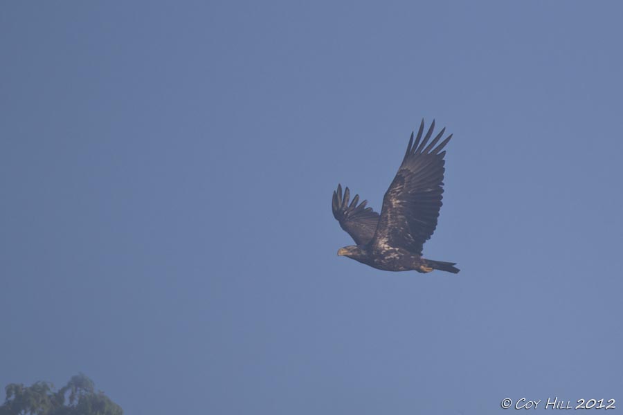 immature tripod grasp