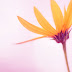 natural flowers wallpapers free download natural flowers wallpapers free download