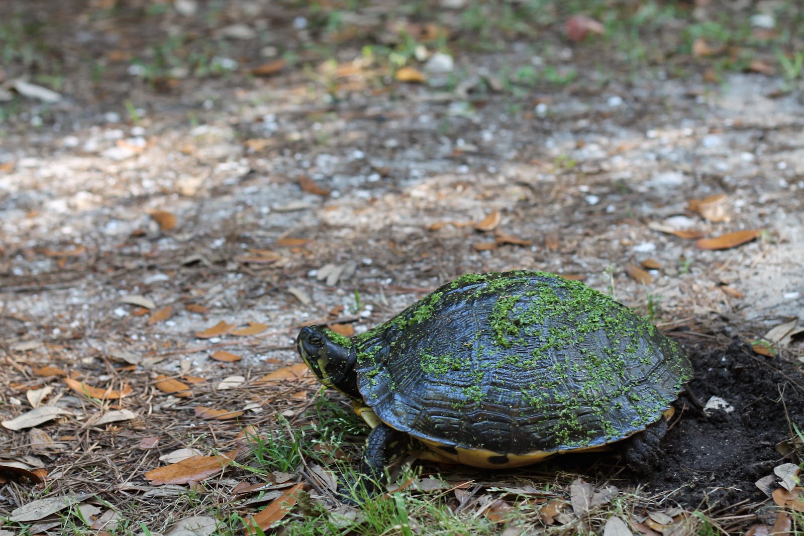 mitcheci photos South Carolina Turtle!!