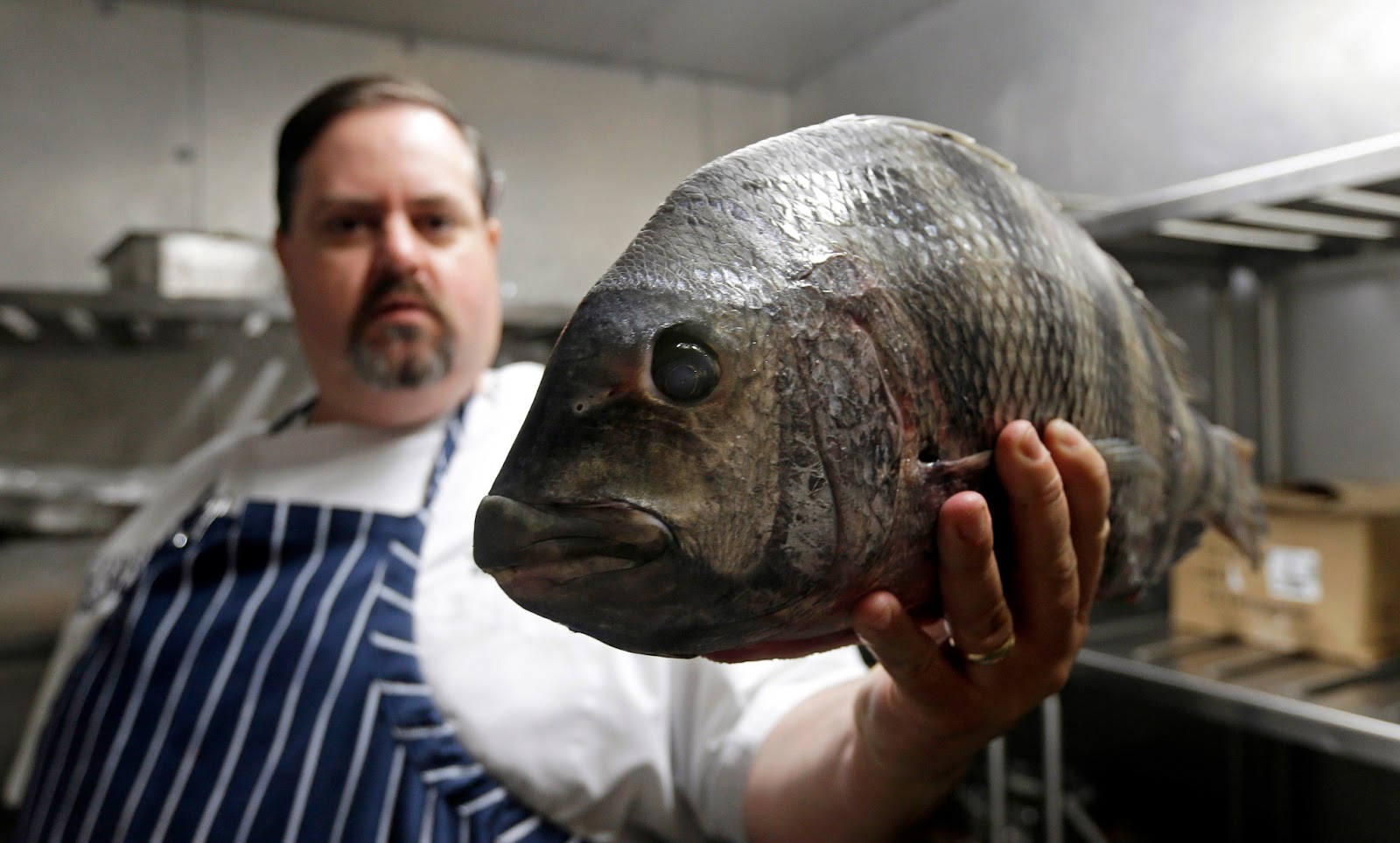 Trash Fish Fishes World HD Images & Free Photos