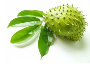 Khasiat Daun Sirsak Untuk Mengobati Asam Urat Khasiat Daun Sirsak Untuk Mengobati Asam Urat