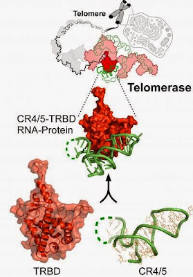 Enzyme Telomerase Complex