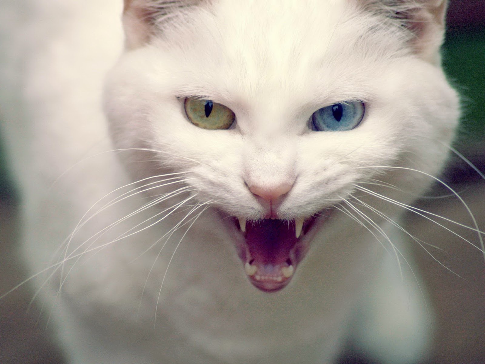 Foto dan Gambar Kucing Anggora Yang Lucu Foto dan Gambar Kucing Anggora Yang Lucu