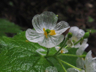 Bunga