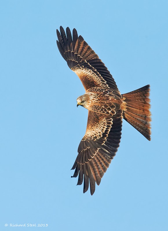 Wildlife Photographic Journals Prime Time Kites