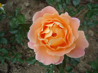 Rosa anaranjada.