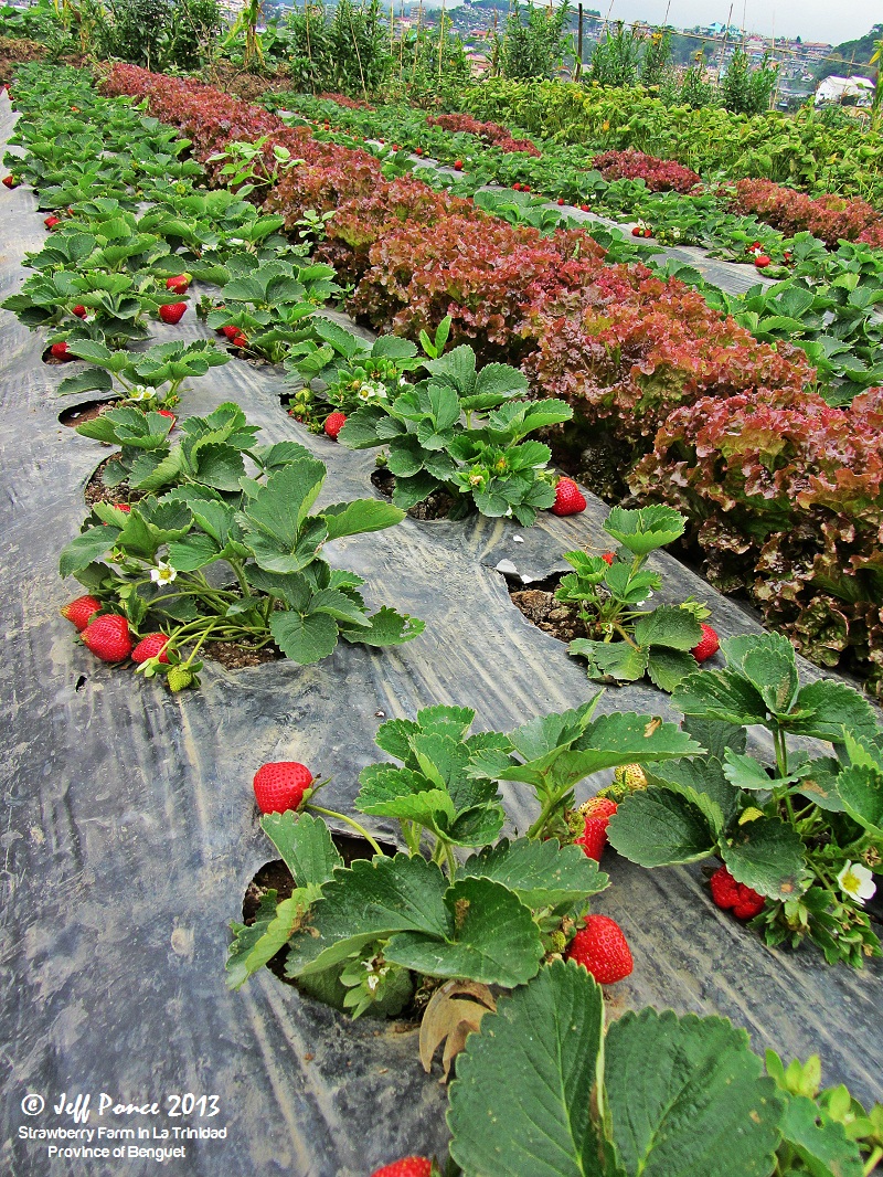 Bisayang Manlalakbay around the Philippines Strawberry Farm at La
